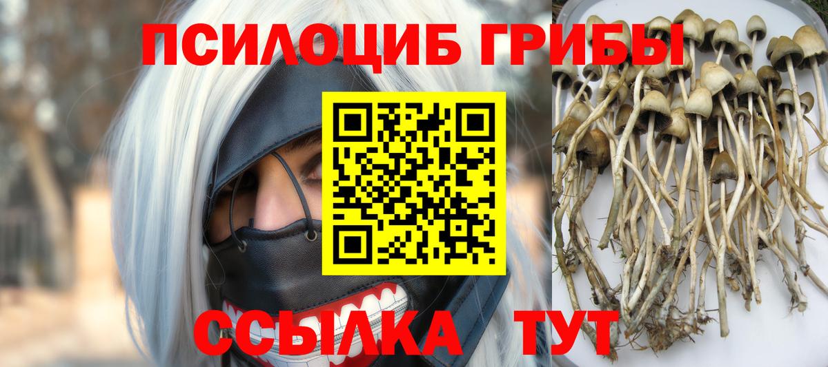 Псилоцибиновые грибы Psilocybe  Вход с VPN  Горно-Алтайск 
